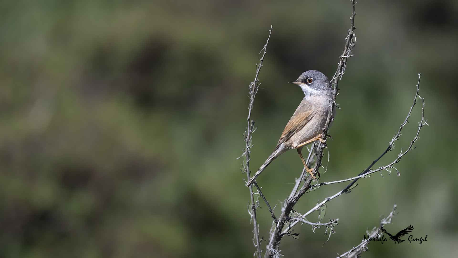 Spectacled Warbler